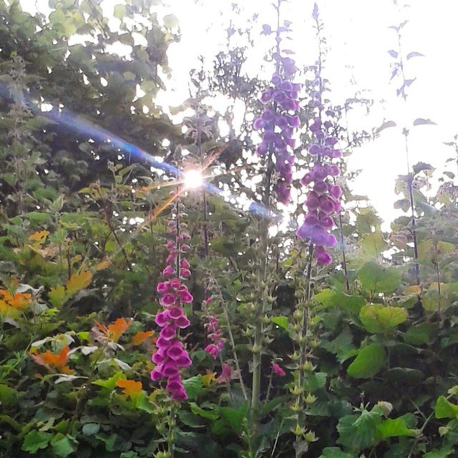 Foxgloves Are Out! Photograph by Lucy White