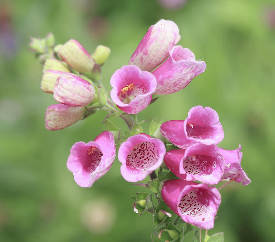 Foxgloves  Photograph by Diane Fifield