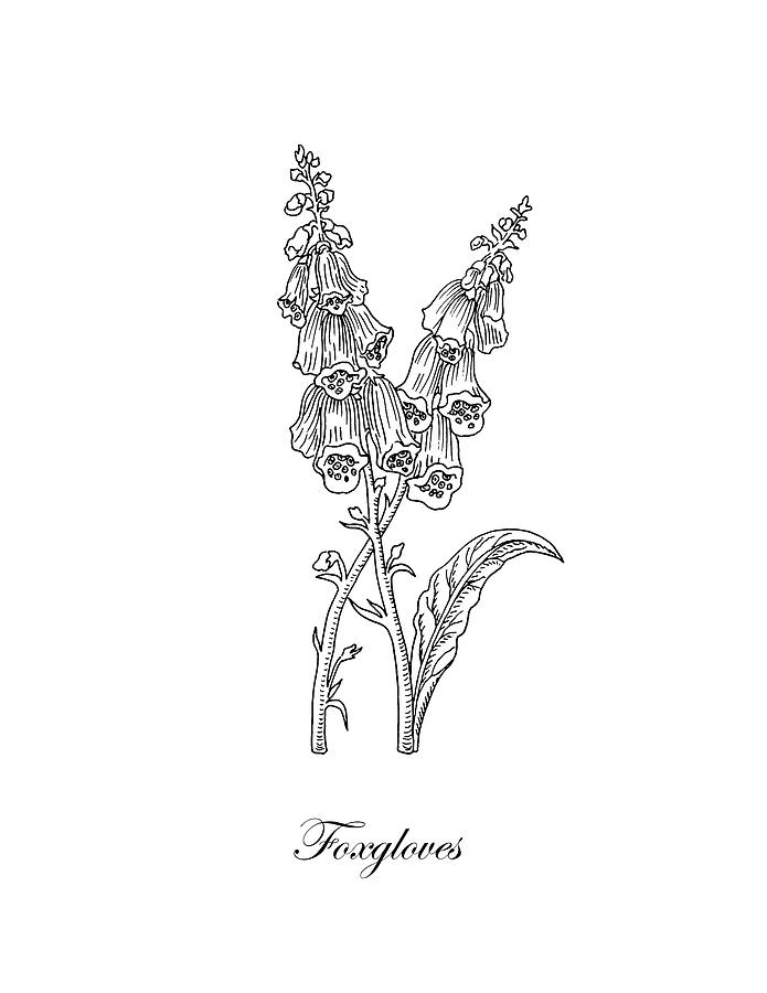 Foxgloves Flower Botanical Drawing Drawing