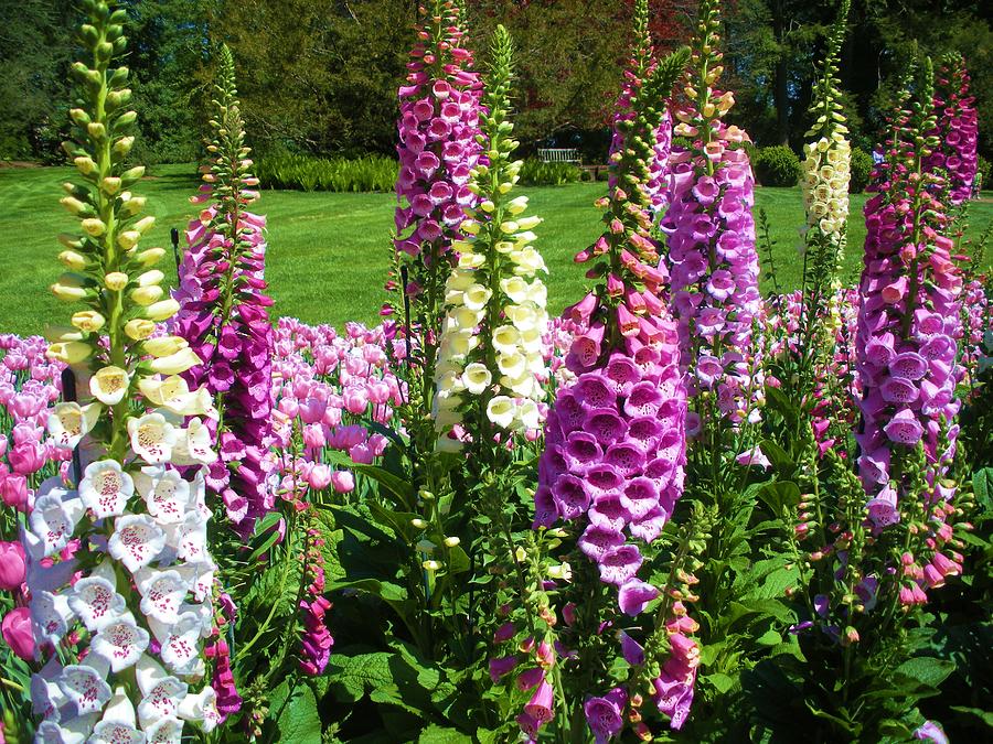 Foxgloves Photograph by Jeanette Oberholtzer
