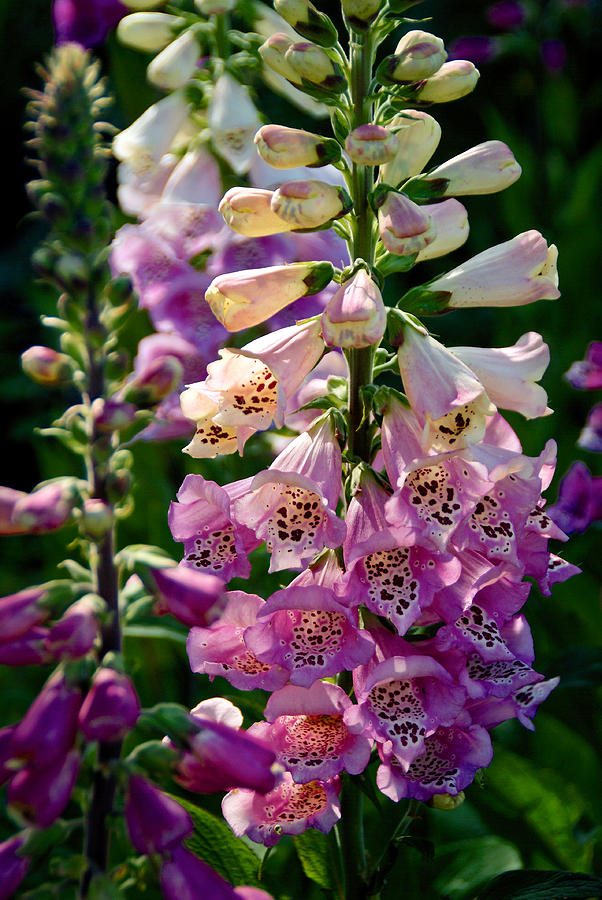 Polkadot Foxgloves Photograph By Malaika Santa Cruz - Fine Art America