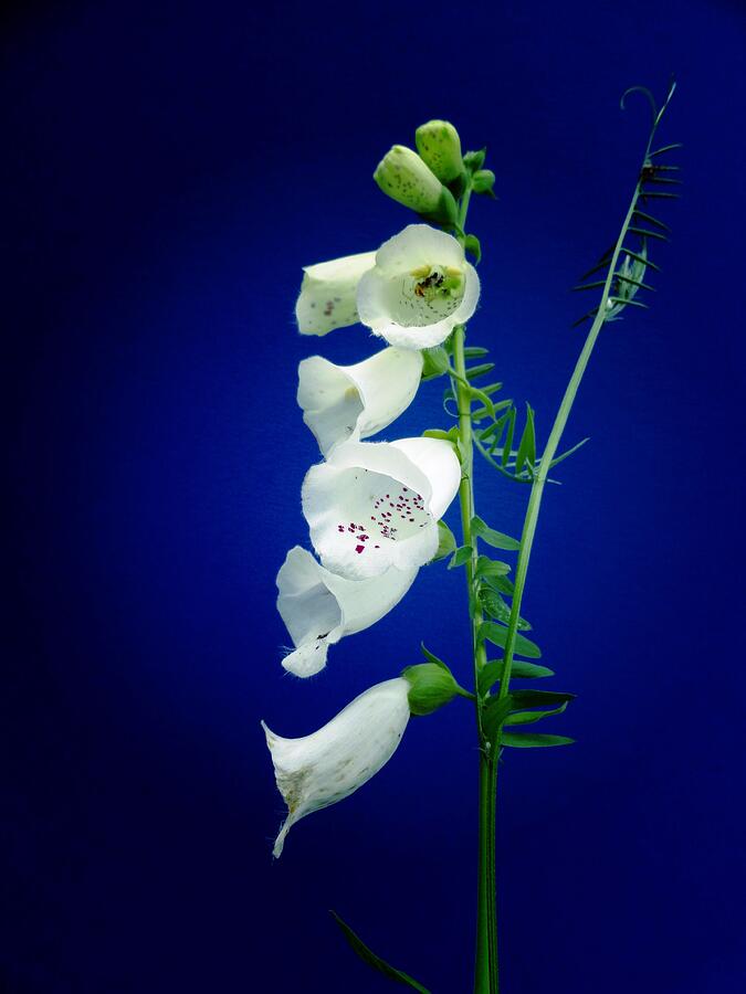 Foxgloves On  Blue Photograph by Mike Breau