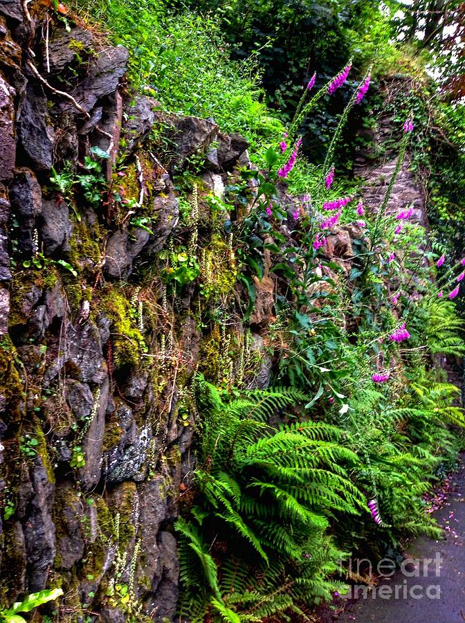 Foxgloves on The Cliff Path Photograph by Joan-Violet Stretch
