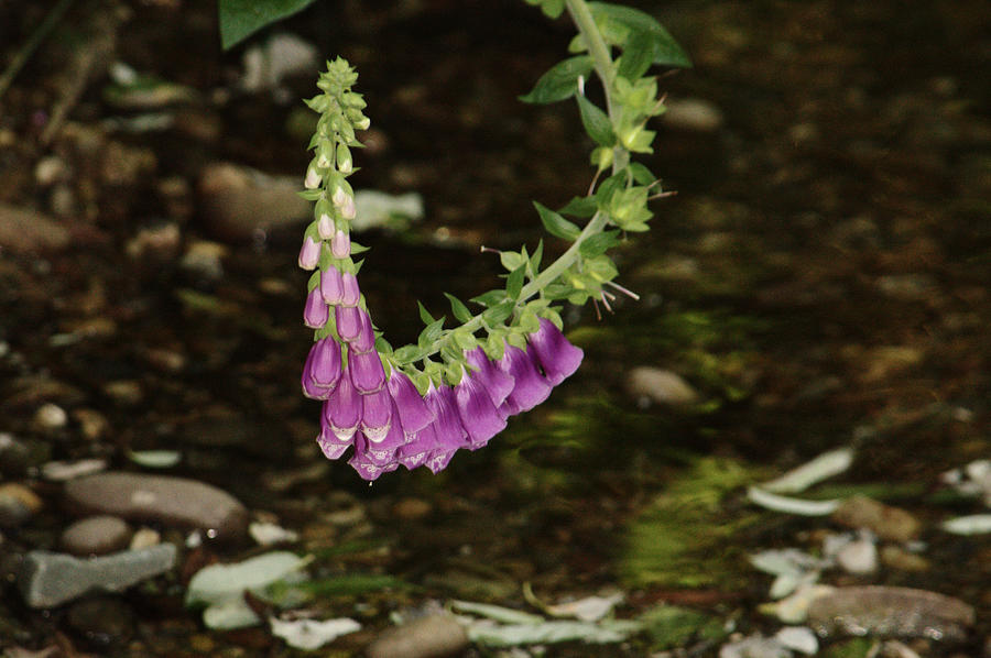 Foxgloves Over Stream Photograph by Adrian Wale