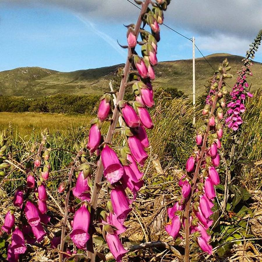 Wildflowers Photograph - Foxgloves...they Add So Much Colour To by Anja Koch