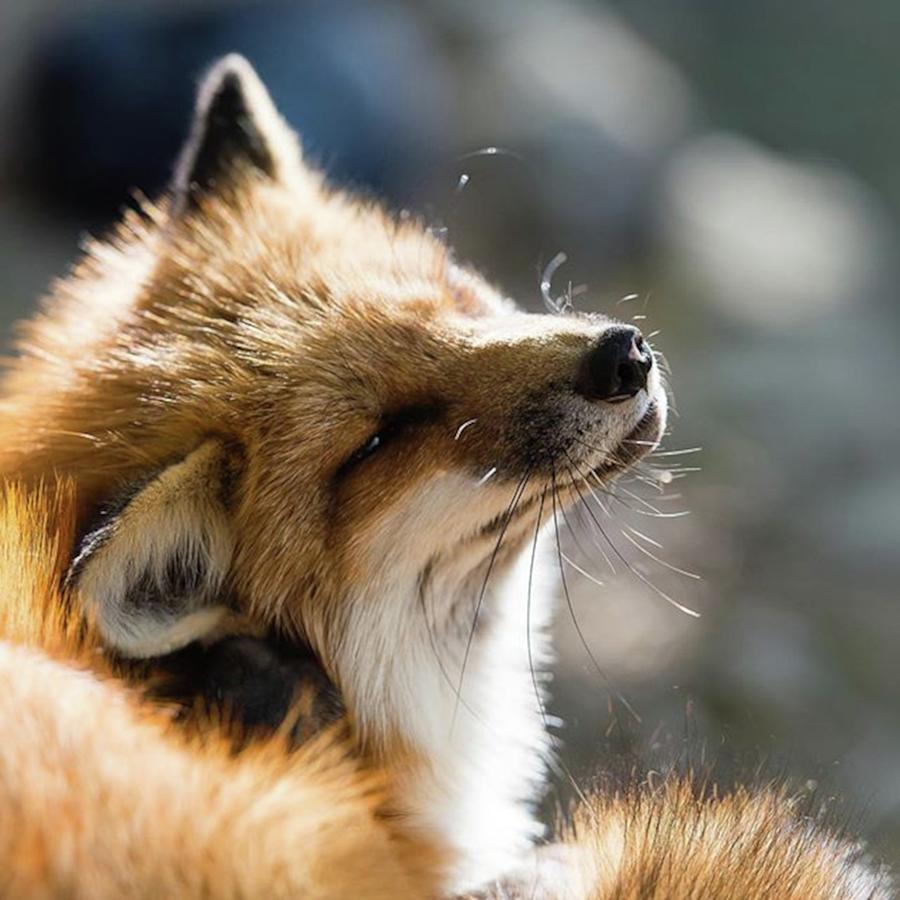 Animal Photograph - Fox🦊

#japan #animal #fox #trip by Bamba Kohei