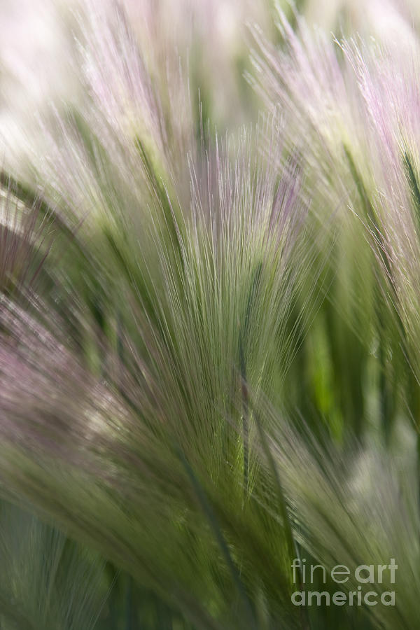 Foxtail Barley Photograph by Katie LaSalle-Lowery