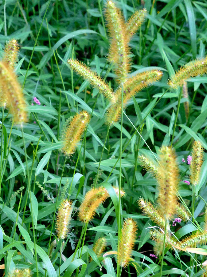 Nature Painting - Foxtail Grass 4 by Jeelan Clark