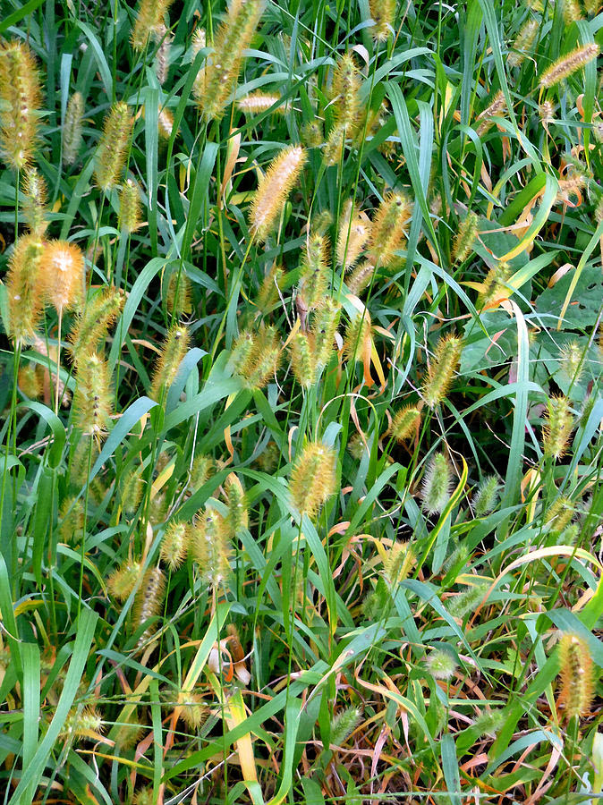 Nature Painting - Foxtail Grass 5 by Jeelan Clark