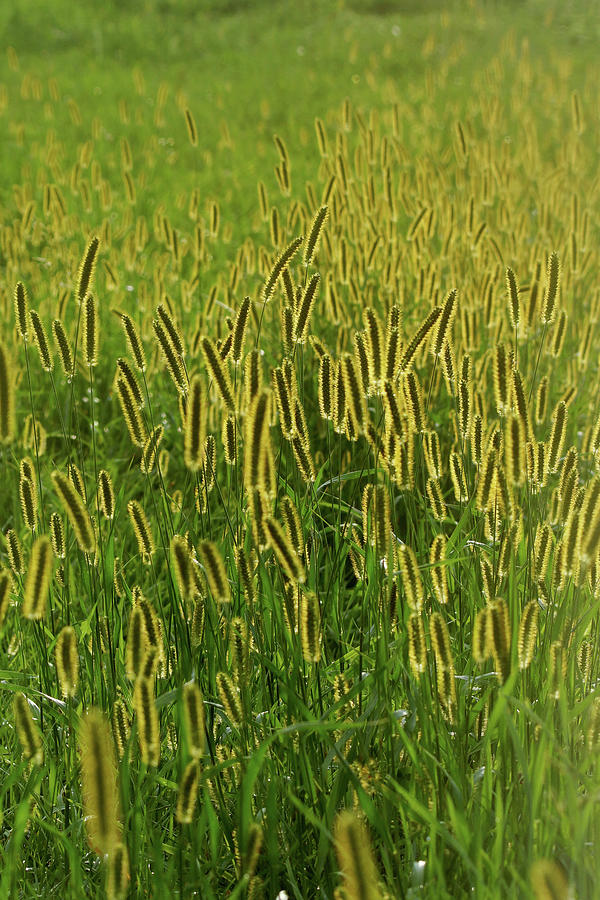 Foxtail Grass  At Shad Pond Photograph by Garrett Sheehan