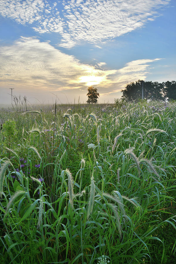 Foxtail Grasses in Glacial Park Photograph by Ray Mathis