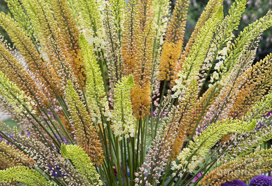 Foxtail Lilies Photograph by Tim Gainey