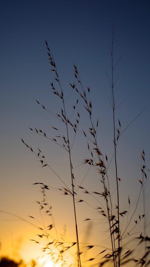 Foxtail Sunset Photograph by Alex King