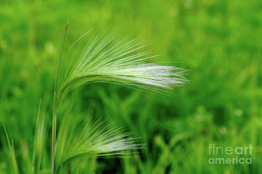 Foxtails Blowing in the Wind Photograph by Sandra Updyke