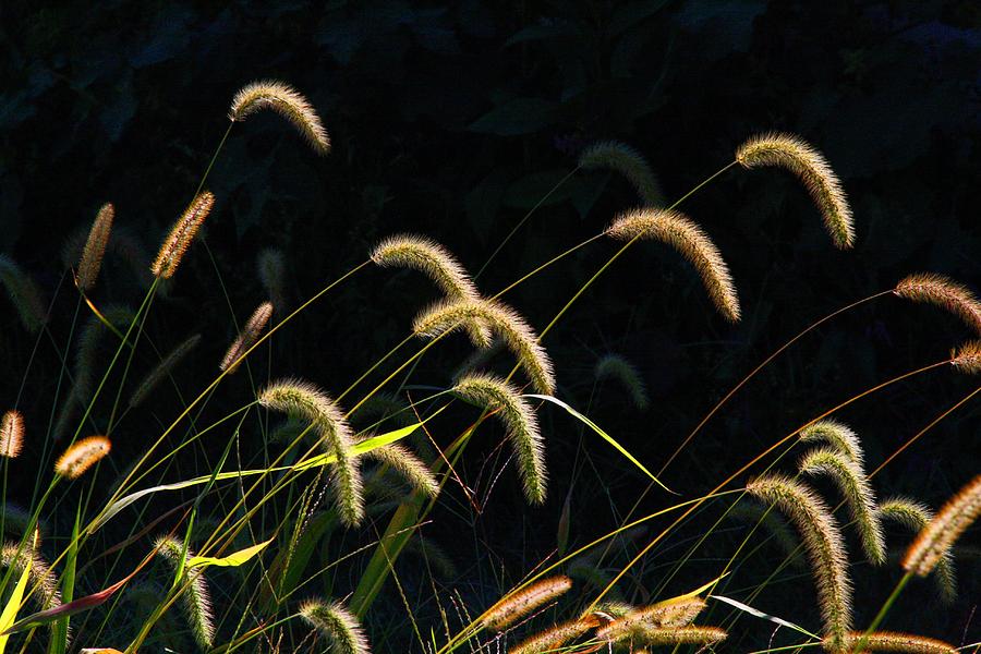 Foxtails Photograph - Foxtails by Kathryn Meyer