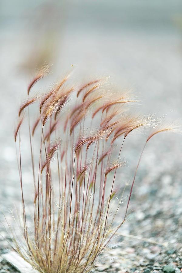 Foxtails Photograph by Valerie Pond