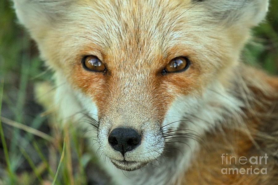 Foxy Photograph by Adam Jewell