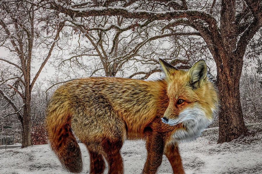 Foxy Closeup in HDR Detail Photograph by Debra and Dave Vanderlaan