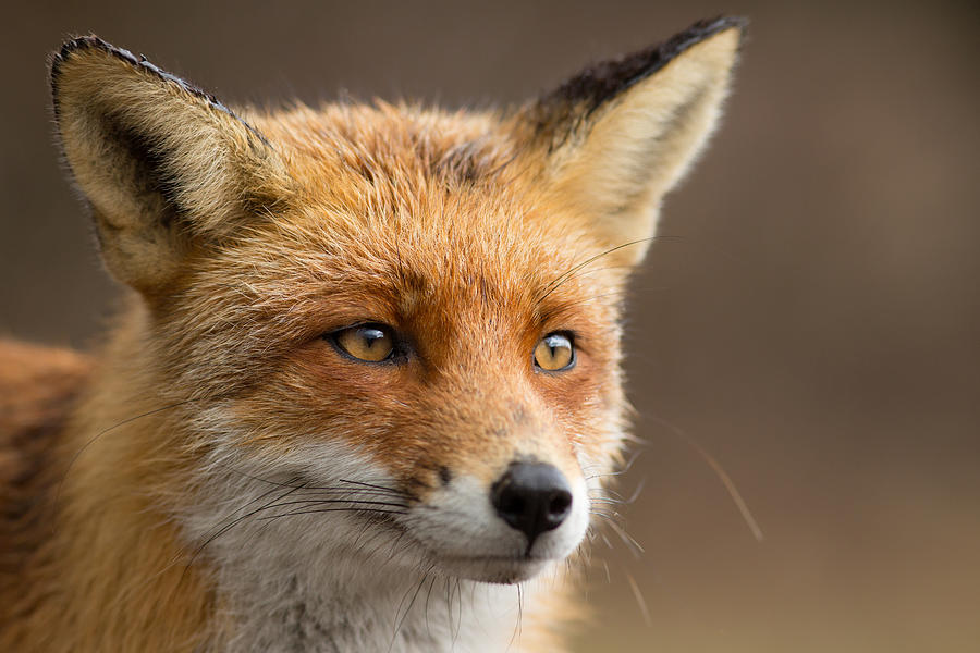 Foxy Face - Red Fox Portrait Photograph by Roeselien Raimond - Fine Art  America