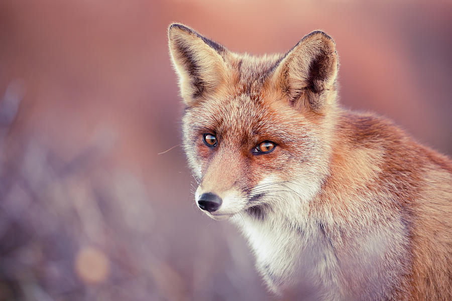 Animal Photograph - Foxy Face Series - Irresistible by Roeselien Raimond