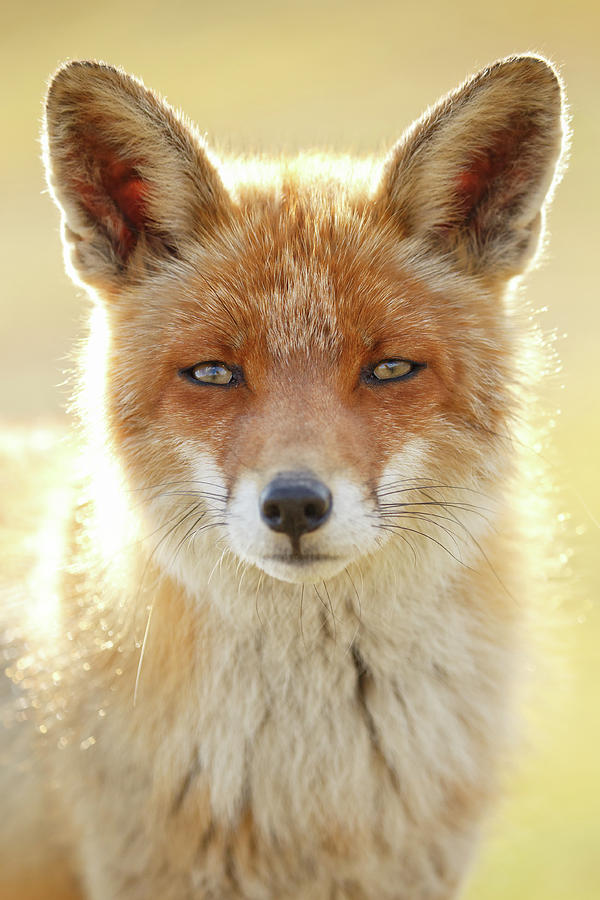 Wildlife Photograph - Foxy Faces Series- Serious Fox by Roeselien Raimond