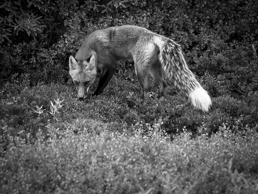 Foxy Gaze Photograph by Ian Johnson