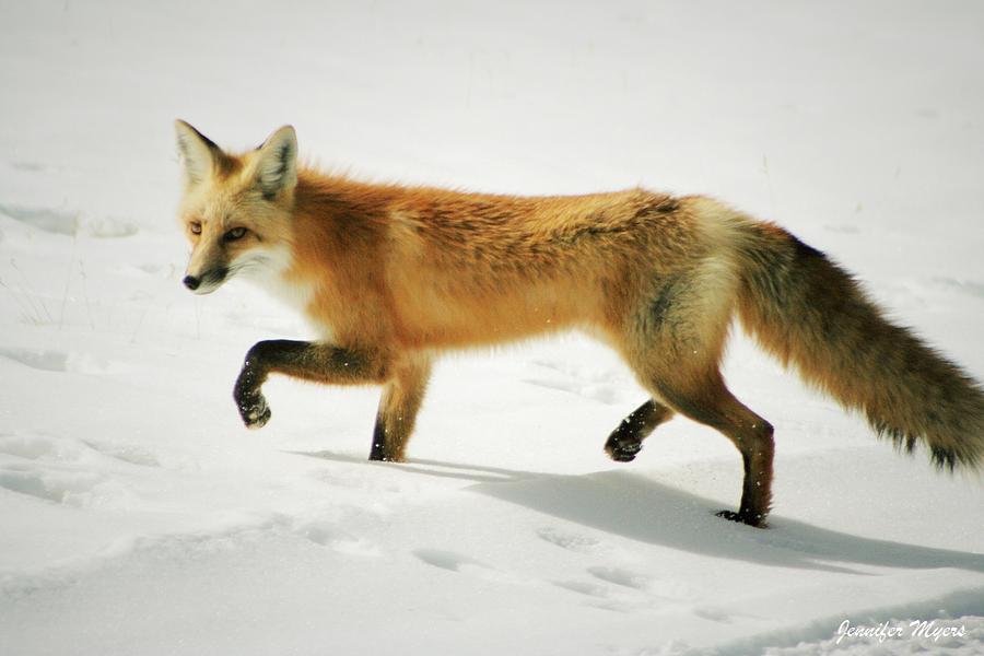 Foxy Photograph by Jennifer Myers - Fine Art America