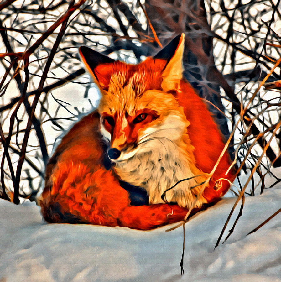 Foxy Photograph by Modern Art - Fine Art America