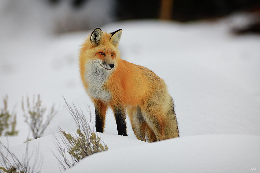 Foxy Lady Photograph by Greg Norrell