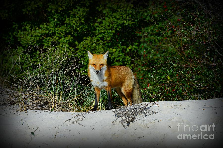 Foxy Lady Photograph by Paul Ward