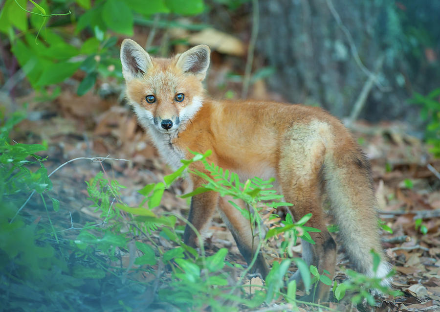 Foxy Lady Photograph by Robbie Johnson - Fine Art America