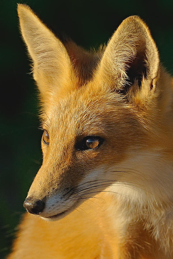Foxy Lady Photograph by William Jobes
