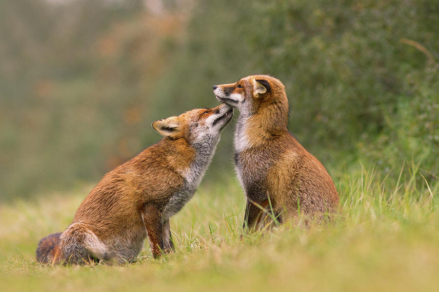 Fox Photograph - Foxy Love- Kiss by Roeselien Raimond