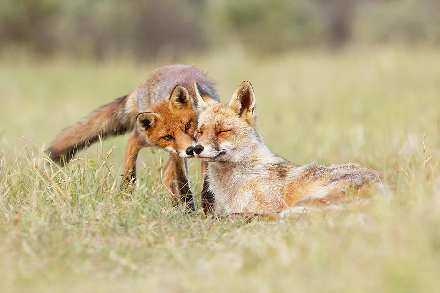 Fox Photograph - Foxy Love - Mother fox and fox kit by Roeselien Raimond