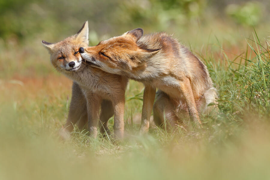 Fox Photograph - Foxy Love Series - But Mo-om II by Roeselien Raimond