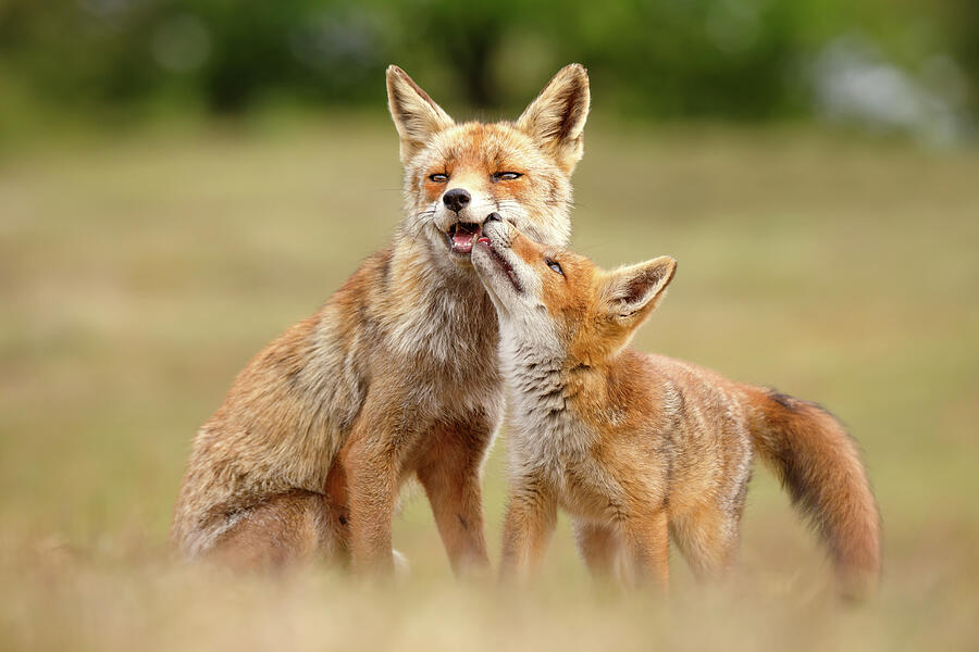 Nature Photograph - Foxy Love Series - Love You, Mom by Roeselien Raimond