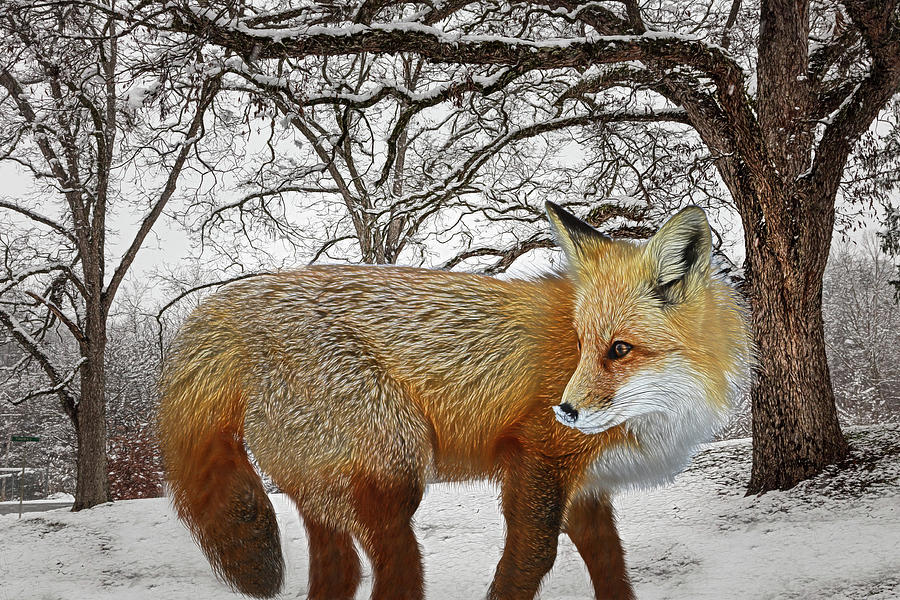 Foxy Radiance in the Woods Photograph by Debra and Dave Vanderlaan