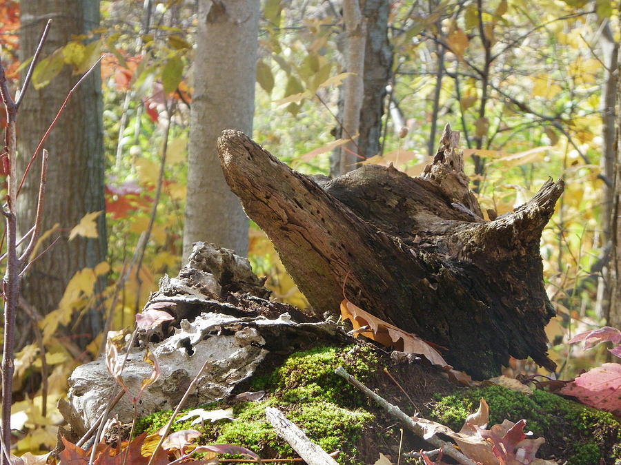 Foxy Stump Photograph by Peggy King