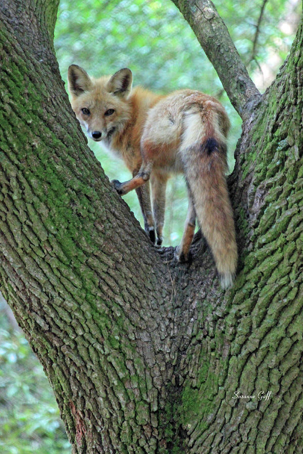 Wildlife Photograph - Foxy by Suzanne Gaff