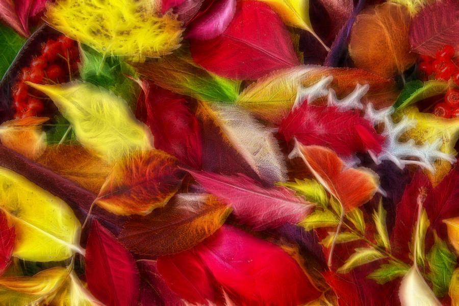 Fractalius Leaves Photograph by Shane Bechler