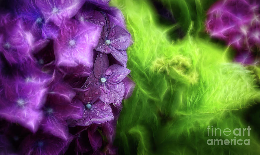 Fractals and Flowers Photograph by Cameron Wood