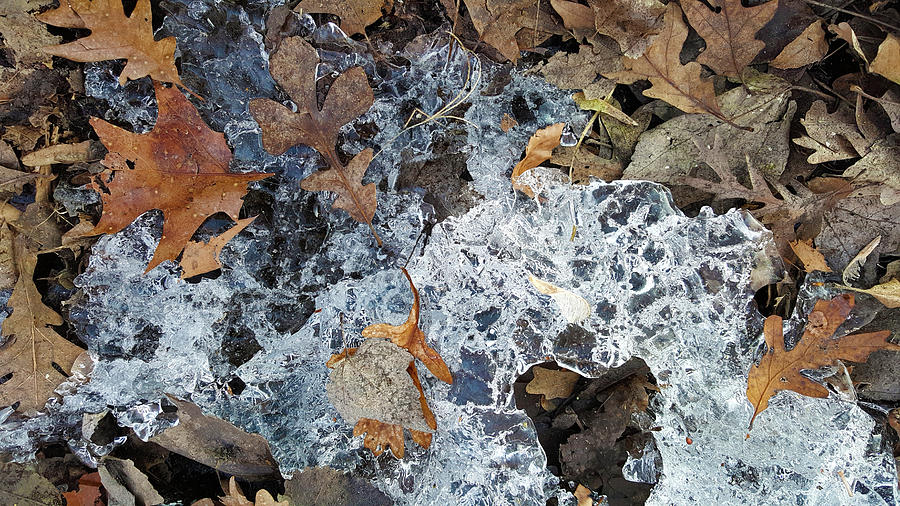 Fractured Ice Among Fall Leaves Photograph by Lynn Hansen