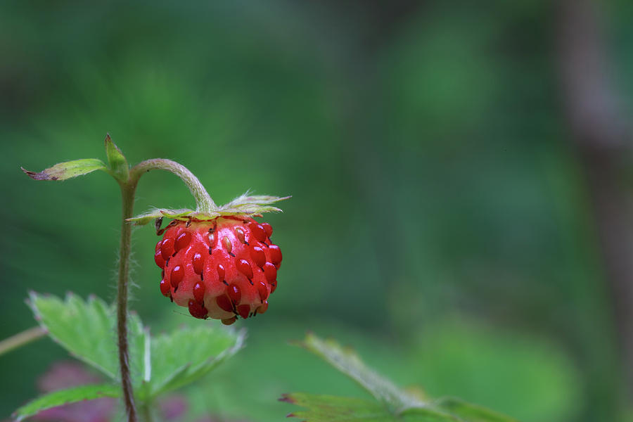 Nature Photograph - Fragaria Vesca by Andreas Levi