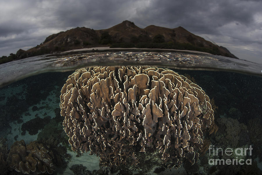 Fragile Corals Grow In Komodo National Photograph by Ethan Daniels