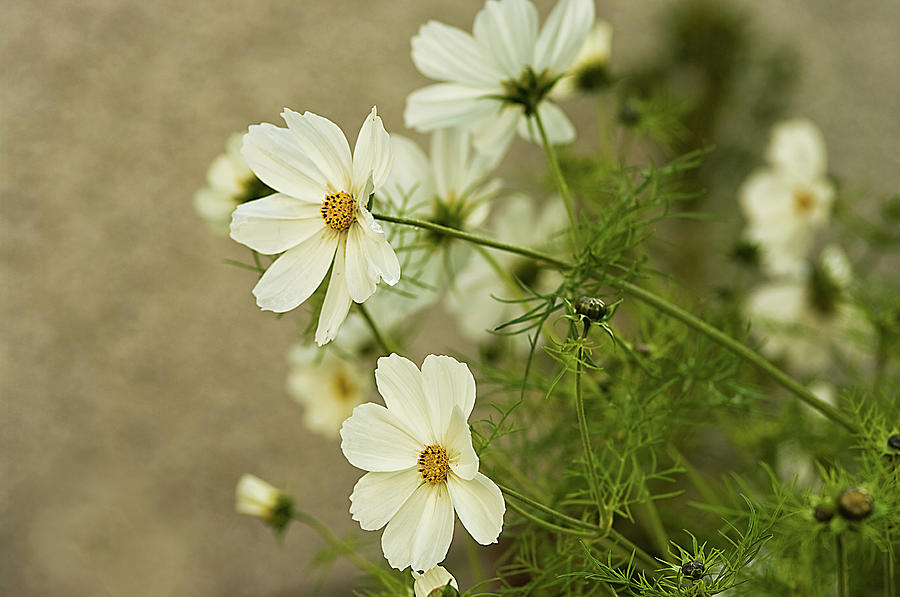 Flower Photograph - Fragile Cosmos by Jacqi Elmslie