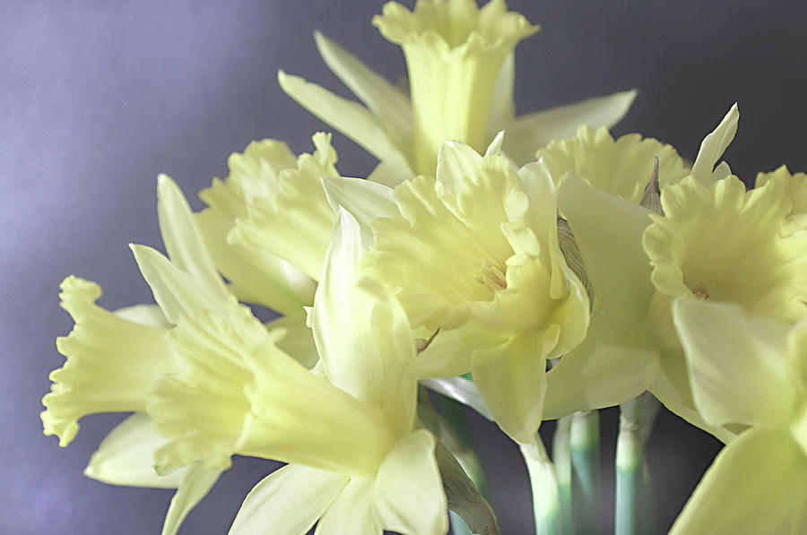 Flower Photograph - Fragile Daffodils by Jacqi Elmslie