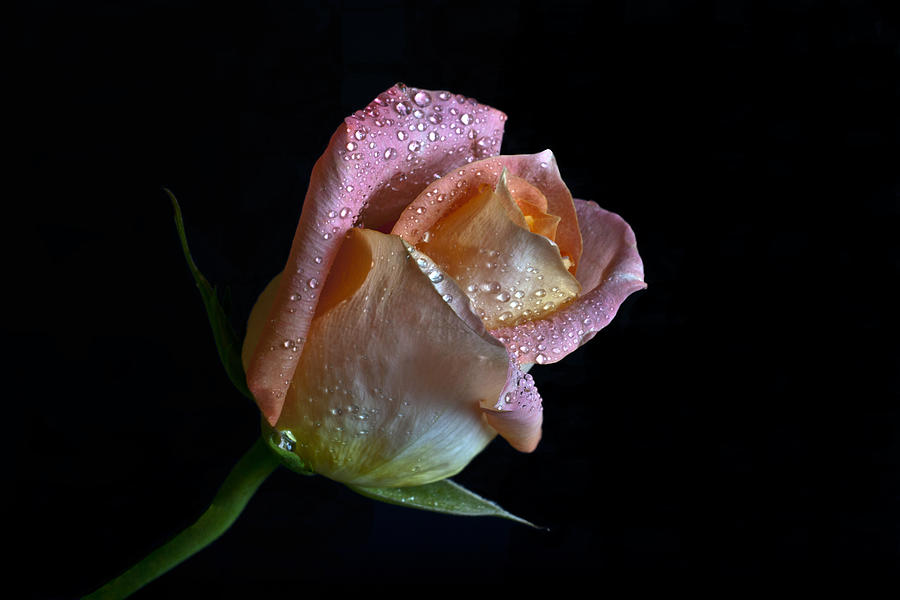 Rose Photograph - Fragile by Doug Norkum