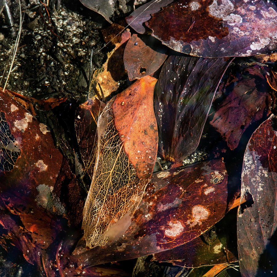 Water Photograph - Fragile frames by Simon Sephton Water Photograph - Fragile frames by Simon Sephton
