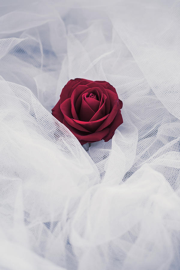 Rose Photograph - Fragile by Art of Invi