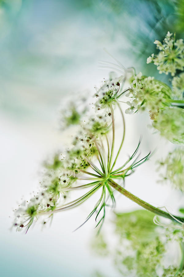 Flower Photograph - Fragile by Nailia Schwarz
